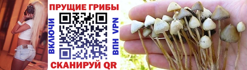 Псилоцибиновые грибы GOLDEN TEACHER  Солигалич 